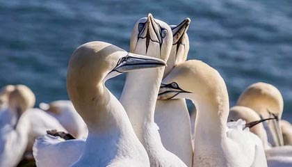 霍华德离去湖人需补强内线 小加已成头号目标？